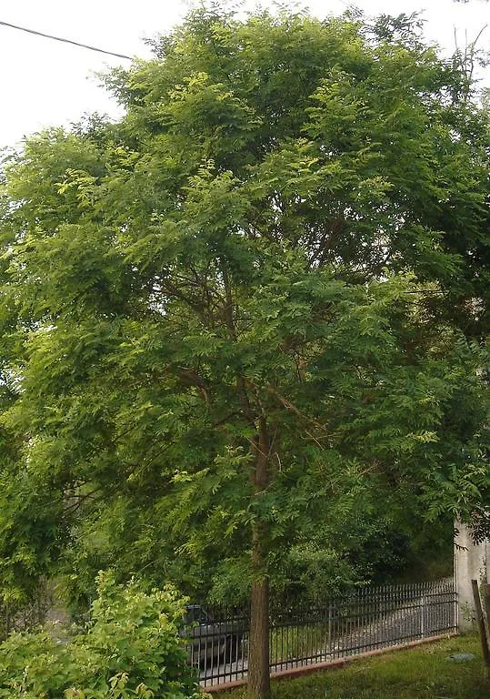 Di Luna E Di Sole Sarzana Italien